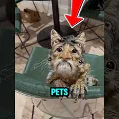 🐊 Top 5 Weirdest Pets That People Actually Own!