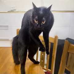 The Funniest Black Cat Behavior of 2025 😹 Funny Cats Videos