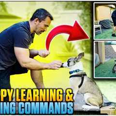 Puppy Training Made Easy: Fun and Effective Techniques