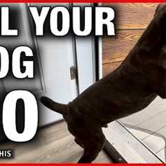 How to Get Your Dog to Stop Doing ANYTHING