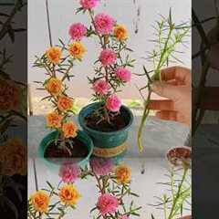 Beautiful gardening ideas at home, #flowers #gardening #shorts