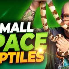 The 5 BEST Reptiles For Apartments, Dorms and Small or Shared Living Spaces | Part I