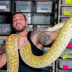 What are the Best Pet Snakes?!?