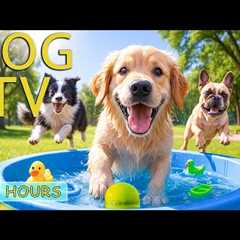 DOG TV for Dogs to Watch: Videos Soothe Anxiety & Keep Dogs Calm When Home Alone - Music for..