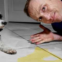 5 Puppy House Training Tips Every Puppy Owner NEEDS To Know