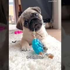 Please be aware of the three developmental stages of a puppy 😬🦖 #pug #dog #puppy