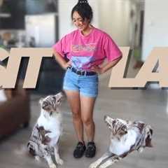 Teach your dog how to SIT and LAY DOWN | TRAINING TUESDAYS EP.1