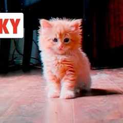 Sneaky Cats| Funny Cat Video Compilation 2020