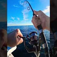 Bluefin Tuna Spin Gear Offshore Fishing
