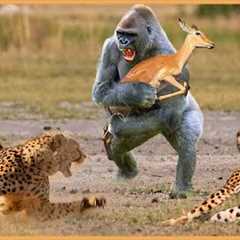 15 Unbelievable Animals That Saved Other Animals
