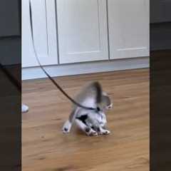 Gary’s first day of harness training 😂