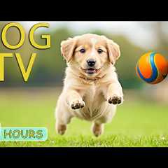 DOG TV: Best Videos Relaxing & Anti-Anxiety for Dogs When Home Alone - Happy & Funny Muisc..