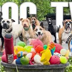 Videos for Dogs to Watch 🐶 Dog TV: Daycare Entertainment for Your Dog to Reduce Stress &..
