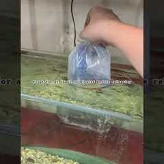 How to Acclimate your fish correctly #freshwatertank #fish #aquarium #careguide #goldfish #new