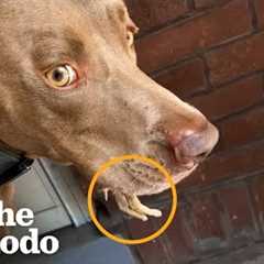 Woman Sees Tiny Legs Sticking Out Of Her Dog's Mouth | The Dodo