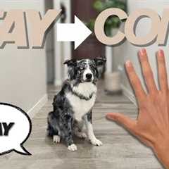 Teach your dog to STAY & COME | TRAINING TUESDAY EP.2