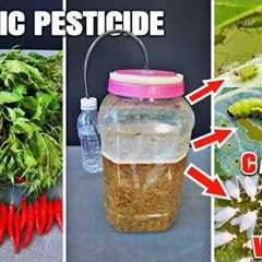 Organic Neem Pesticide Recipe – Kills Aphids, caterpillars & Whiteflies Fast
