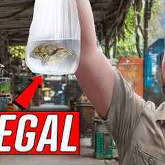 Undercover Inside an Illegal Exotic Animal Market