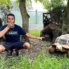 NEW Tortoises For Our MASSIVE AVIARY!