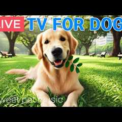 🔴24 Hours of Dog TV🎵🐶Soothing Music for Dog Sleep🐾🩷Calming Music for Dogs with Separation..