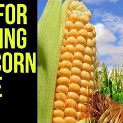 Corn Futures Trading Basics: How to Trade the Corn Price 🌽