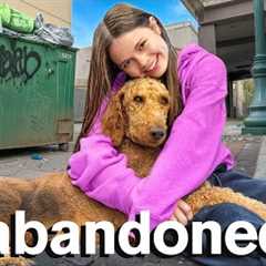 I Rescued a LOST DOG! Will I Keep Him?