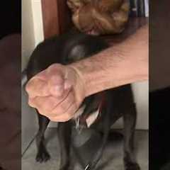 Simple Trick to Calm You Aggressive Dog in Minutes #dogwhisperer #shorts #dog #cesarmillan