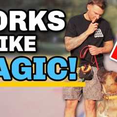 How to Train Your Dog During Your Walk! - 5 Simple Steps