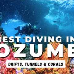 The Best Diving in Cozumel in 2025 - Diving Mexico's Drift Diving Capital