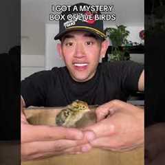 UNBOXING MYSTERY BOX OF BIRDS