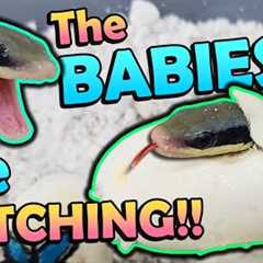 Baby *Blue Beauty* Snakes Hatching!! 