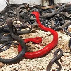 Rarest Snakes in the World