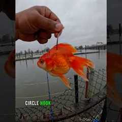 Goldfish As Live Bait Caught WHAT?