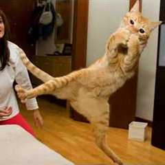 Cats Being Comedy Who Deserve an Oscar 😁Best Funny Cat Videos 2025