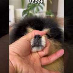 Cute tricks I taught my dog 🤗 #pomeranian #dog