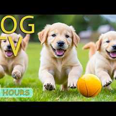 DOG TV: Video Keep Dogs Happy & Fun All Day When Home Alone - Best Anti-Anxiety Music for Dogs