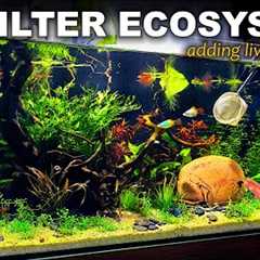 ADDING FISH TO THE ECOSYSTEM: ULTRA BUDGET AQUARIUM