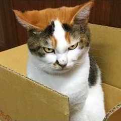 Silliest CAT on Earth 😂 Funny Cats Videos