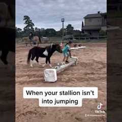 Funny horse fail video