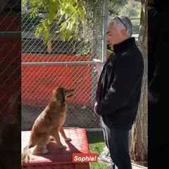 How to Teach a Dog its name! #dogtraining #dog #cesarmillan