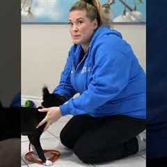 Use THIS Tool To STOP Puppy Biting