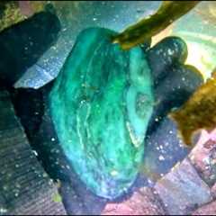 Scuba Diving Jade Cave in Jade Cove, Big Sur California