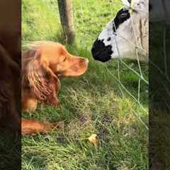 best animal friends videos