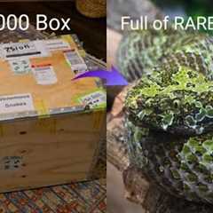 Unboxing $30,000 of Venomous Snakes!