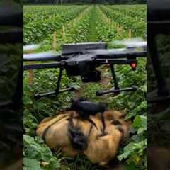 Drones capture wild boars that destroy crops #villagelife#smartfarming#farmingtraditions#farming101