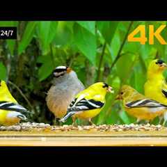 🔴 24/7 LIVE: Cat TV for Cats to Watch 😺 Cute Little Birds Squirrels 4K Cat Games