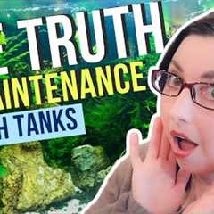Self Sustaining Ecosystem in Your Aquarium  🐠 No Maintenance Fish Tanks