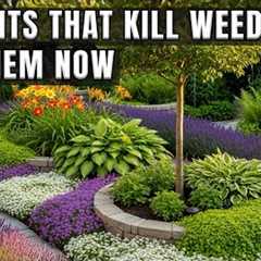 7 Powerful Plants That Naturally Stop Weeds—Transform Your Garden Today! | Gardening Tips