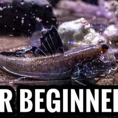 Top 5 Brackish Fish For Beginners
