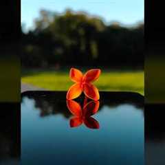 Try this Photography Idea with your phone 💡| Oppo Reno 10 Pro+ 5G | Easy Photography #youtubeshorts